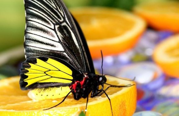 Выставка живых тропических бабочек со всей планеты (с 11:00 до 20:00, ежедневно)