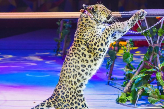 &Pcy;&icy;&rcy;&acy;&tcy;&scy;&kcy;&acy;&yacy; &bcy;&ucy;&khcy;&tcy;&acy;