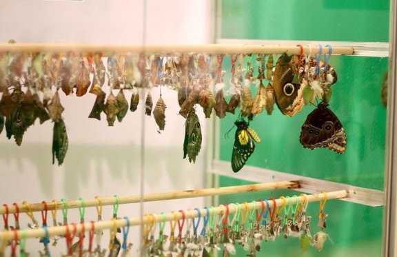 Выставка живых тропических бабочек со всей планеты (с 11:00 до 20:00, ежедневно)